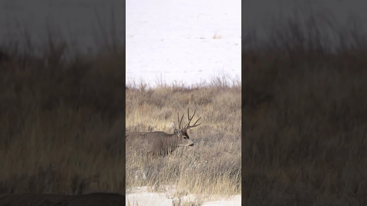 The Boys Are Back In Their Winter Range #muledeer #deer #winter #range #thinlizzy