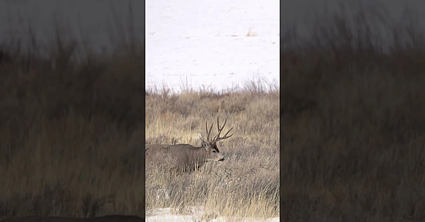 The Boys Are Back In Their Winter Range #muledeer #deer #winter #range #thinlizzy