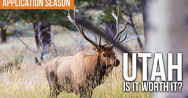 Utah Big Game Application Strategy For Nonresident Hunters
