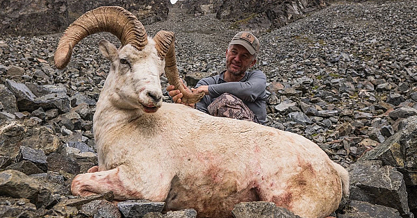 Win A Dall Sheep Hunt With Me!