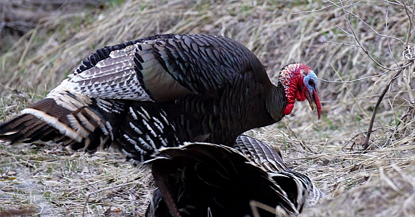 One Day Turkey Hunt In Montana (kill, Clean, Cook)