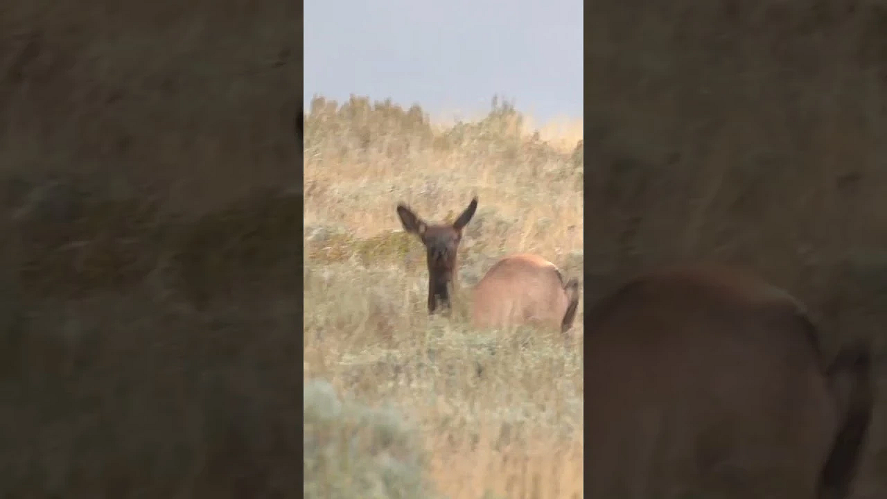 Cow Elk At 2 Yards