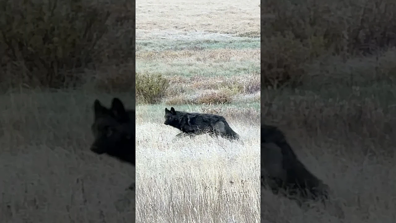 11 Strong Wolf Pack At 40 Yards!