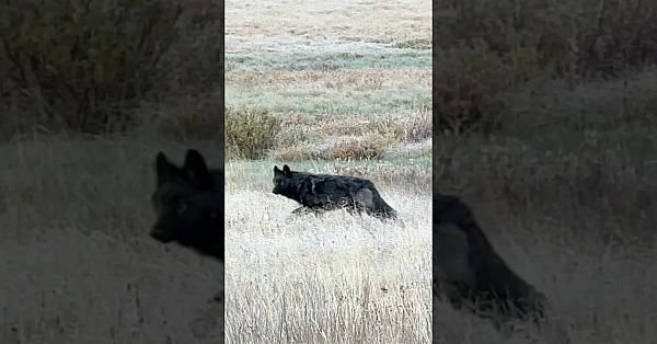 11 Strong Wolf Pack At 40 Yards!