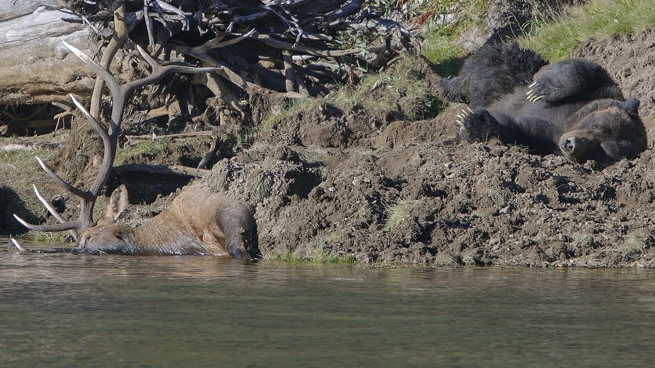 Grizzly Bear Rolling And Scratching Himself On A Elk #shorts