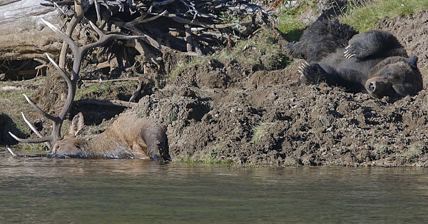 Grizzly Bear Rolling And Scratching Himself On A Elk #shorts