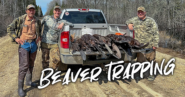 53 Beavers In 5 Days!