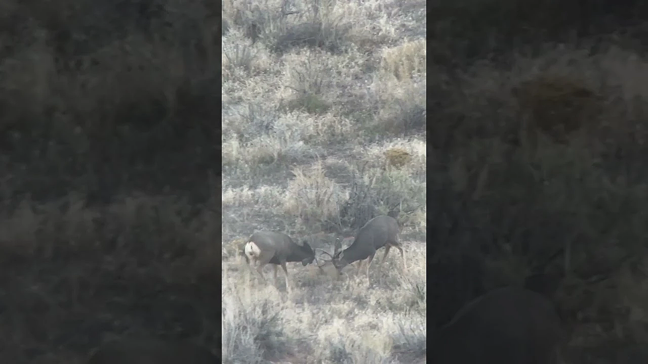 Peak Mule Deer Rut Action #hunting #muledeer #rut #deerhunting