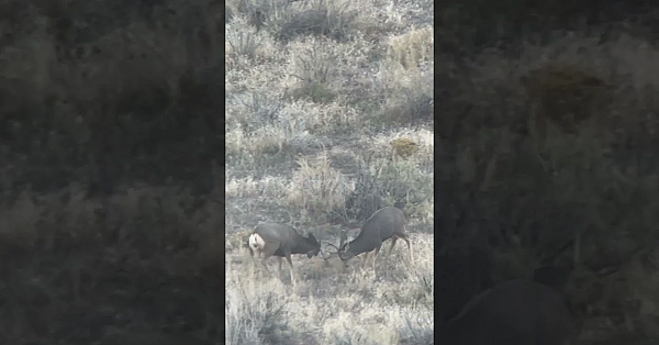 Peak Mule Deer Rut Action #hunting #muledeer #rut #deerhunting