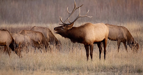 Elk Talk Live! // Ep 101