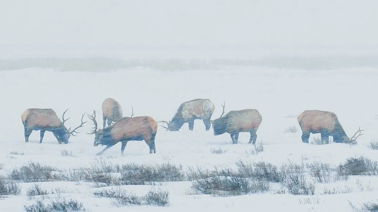 Where Do Elk Go In The Winter? (wildlife Migration)