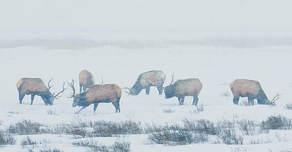 Where Do Elk Go In The Winter? (wildlife Migration)