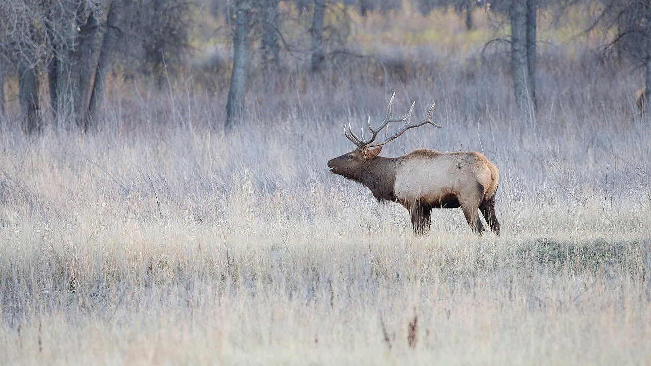 Elk Talk Live: Over The Counter Elk Options // Ep 90