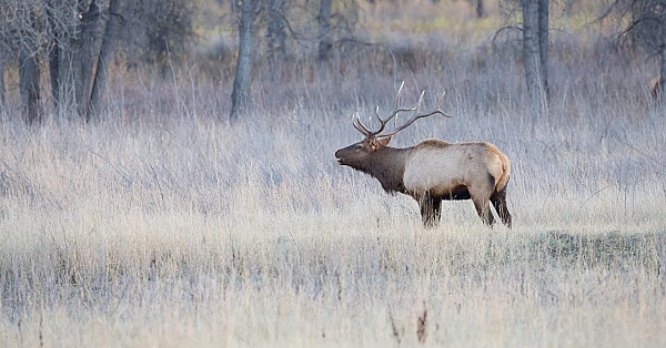 Elk Talk Live: Over The Counter Elk Options // Ep 90