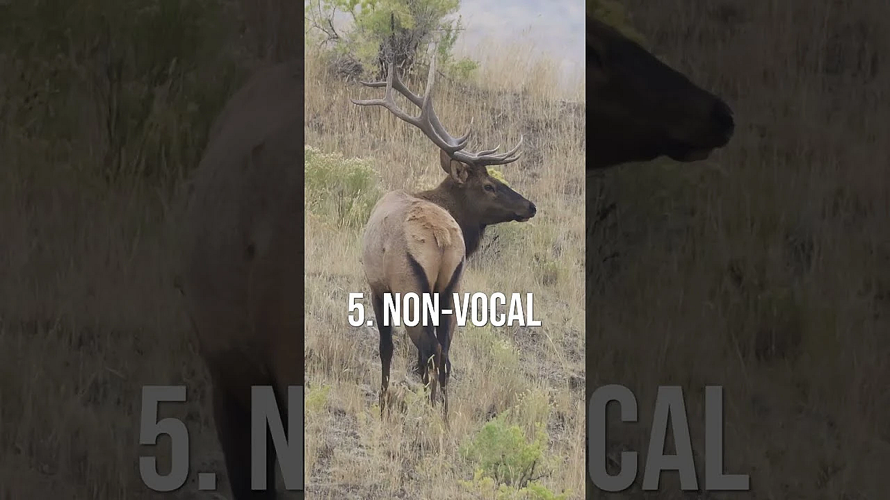 The BIGGEST Frustration in Elk Hunting!