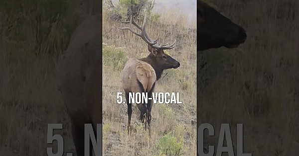 The BIGGEST Frustration in Elk Hunting!