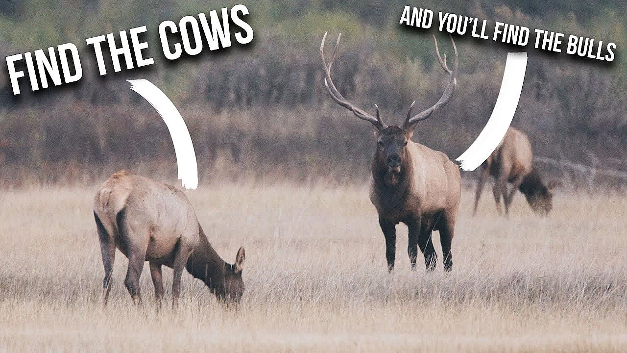 How To Find Cow Elk During Hunting Season