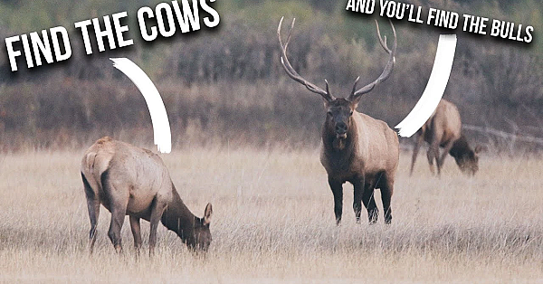 How To Find Cow Elk During Hunting Season