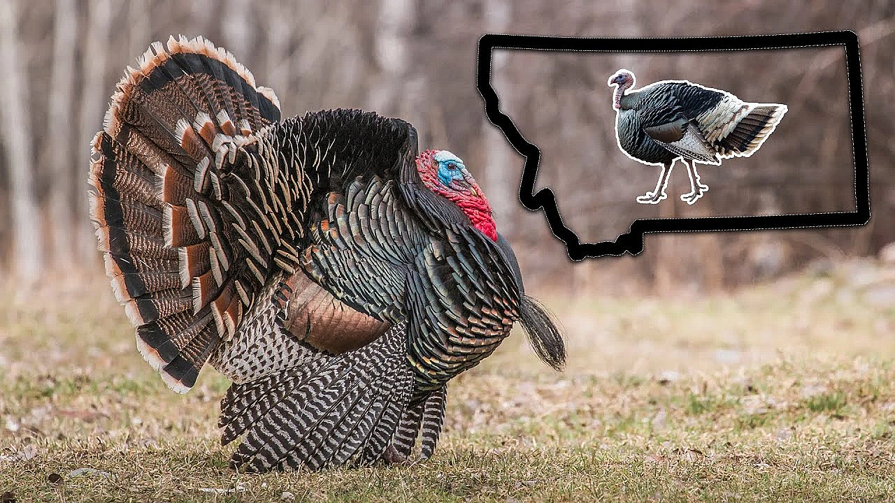 The History Of The Wild Turkey In Montana