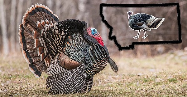 The History Of The Wild Turkey In Montana
