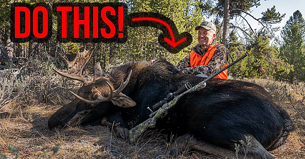 Moose, Goat And Sheep In Idaho &amp; Montana