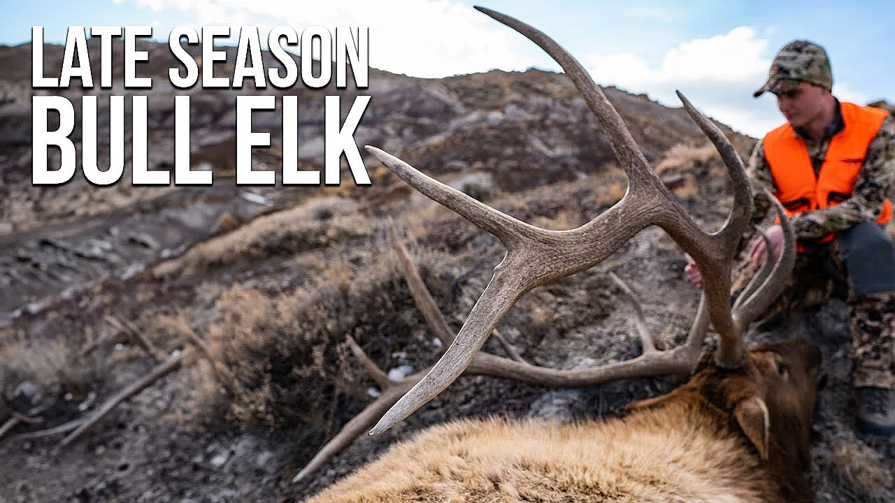 How To Find Public Land Bull Elk In November!