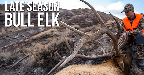 How To Find Public Land Bull Elk In November!