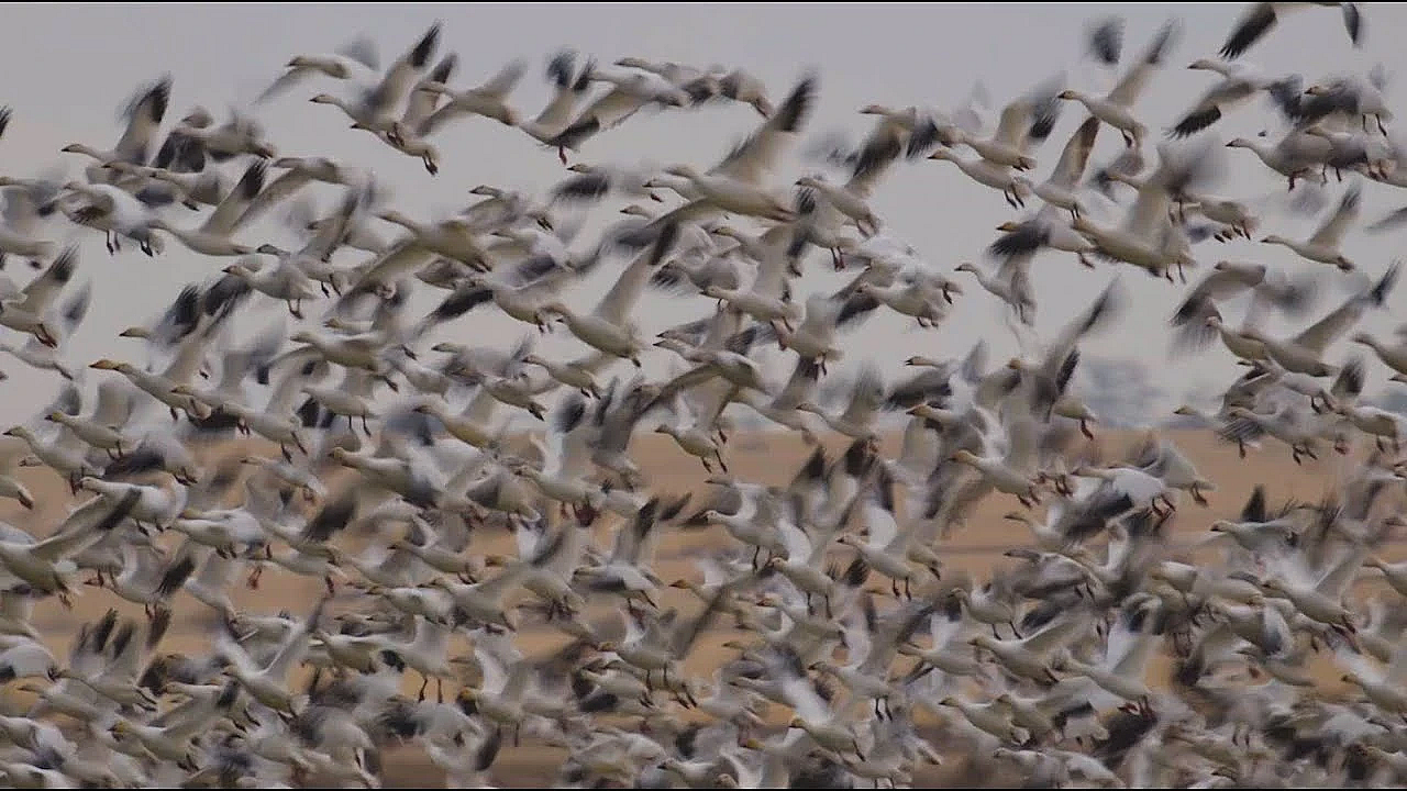 Thousands Of Snow Geese (wildlife Migration)