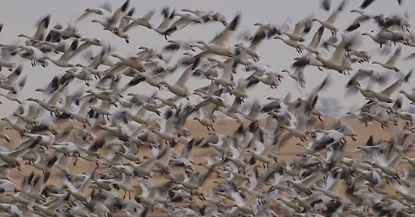 Thousands Of Snow Geese (wildlife Migration)