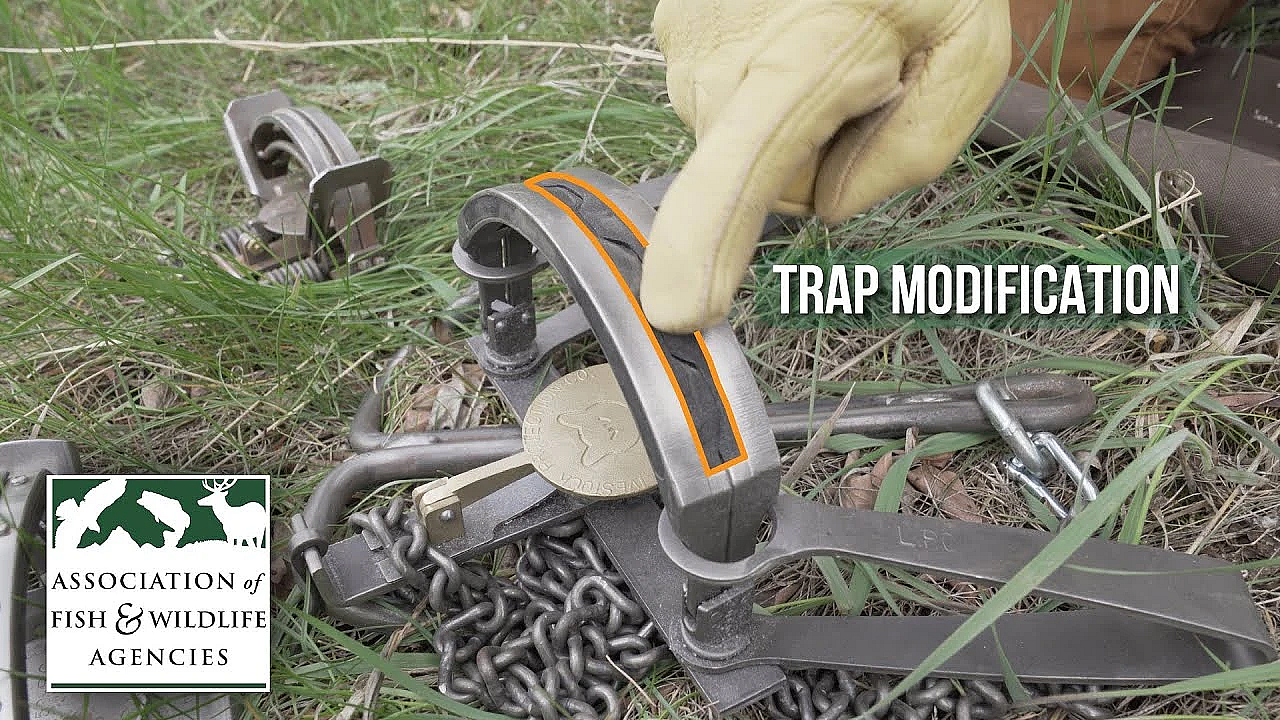 Modified Traps For Trapping