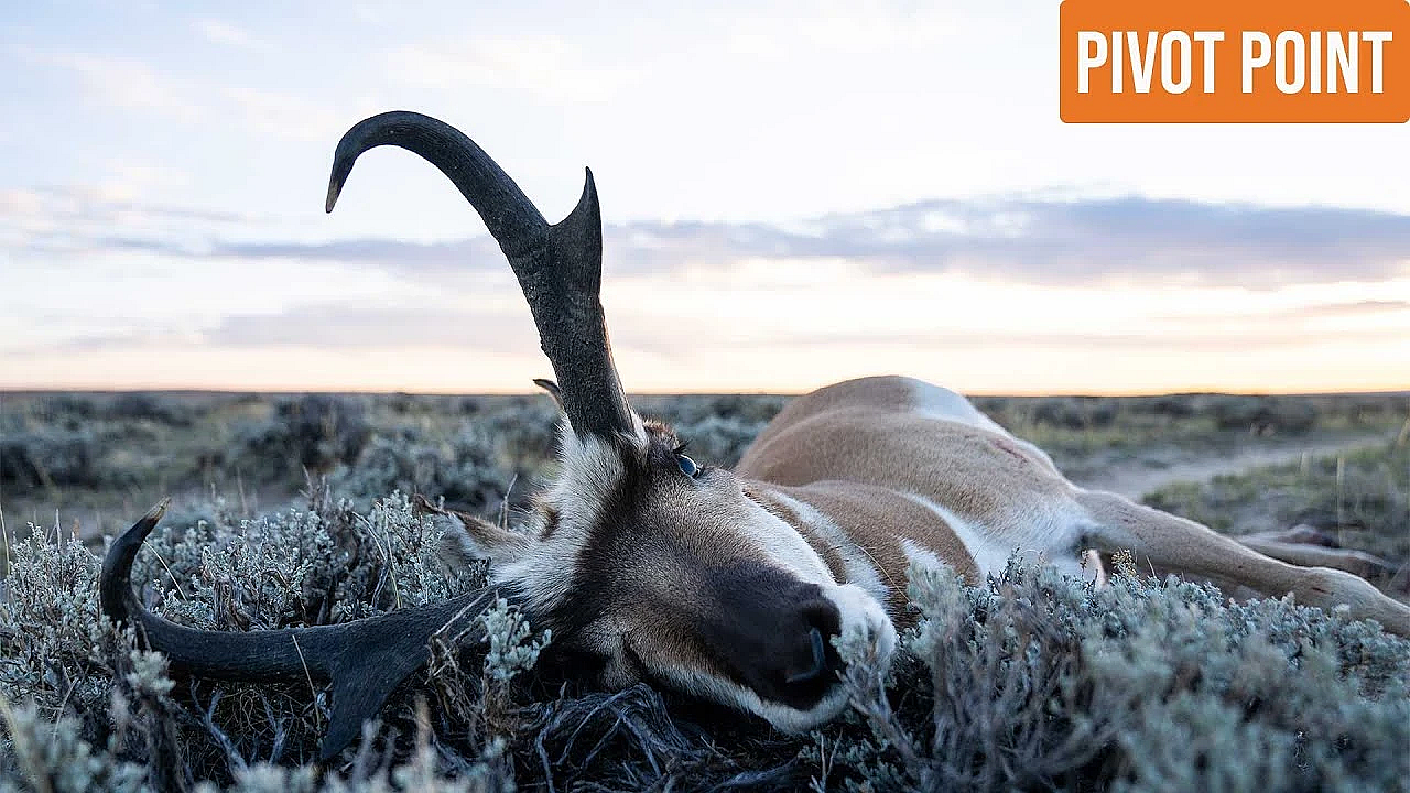 This Is What Made Us Successful - Pivot Point Wy Pronghorn