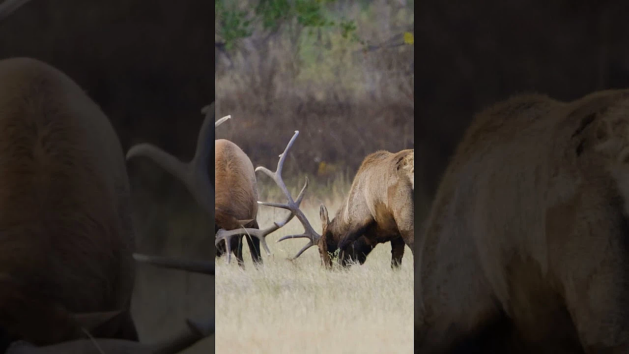 Bull Elk Sparring #shorts