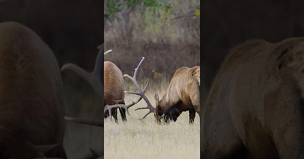 Bull Elk Sparring #shorts