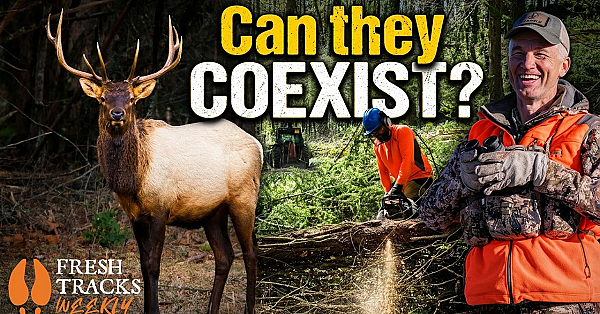 We Can Have It All: Wildlife, Timber, and Healthy Forests | Fresh Tracks Weekly Episode 134