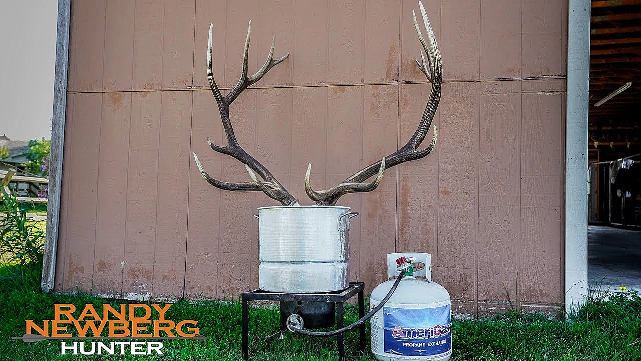 You Need To Do This Before Transporting Skulls: Diy Cwd Prevention