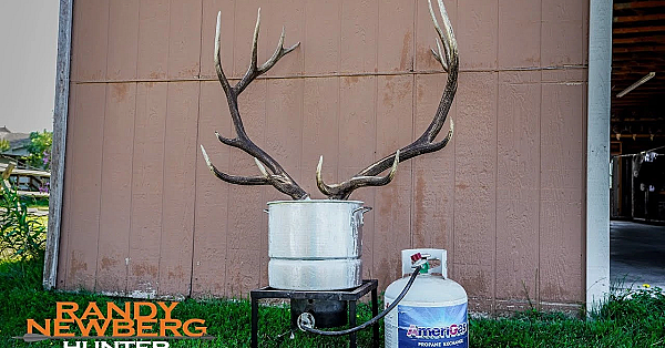 You Need To Do This Before Transporting Skulls: Diy Cwd Prevention
