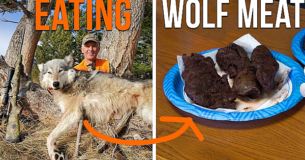 Eating Wolf Meat?! (wild Game Cooking)