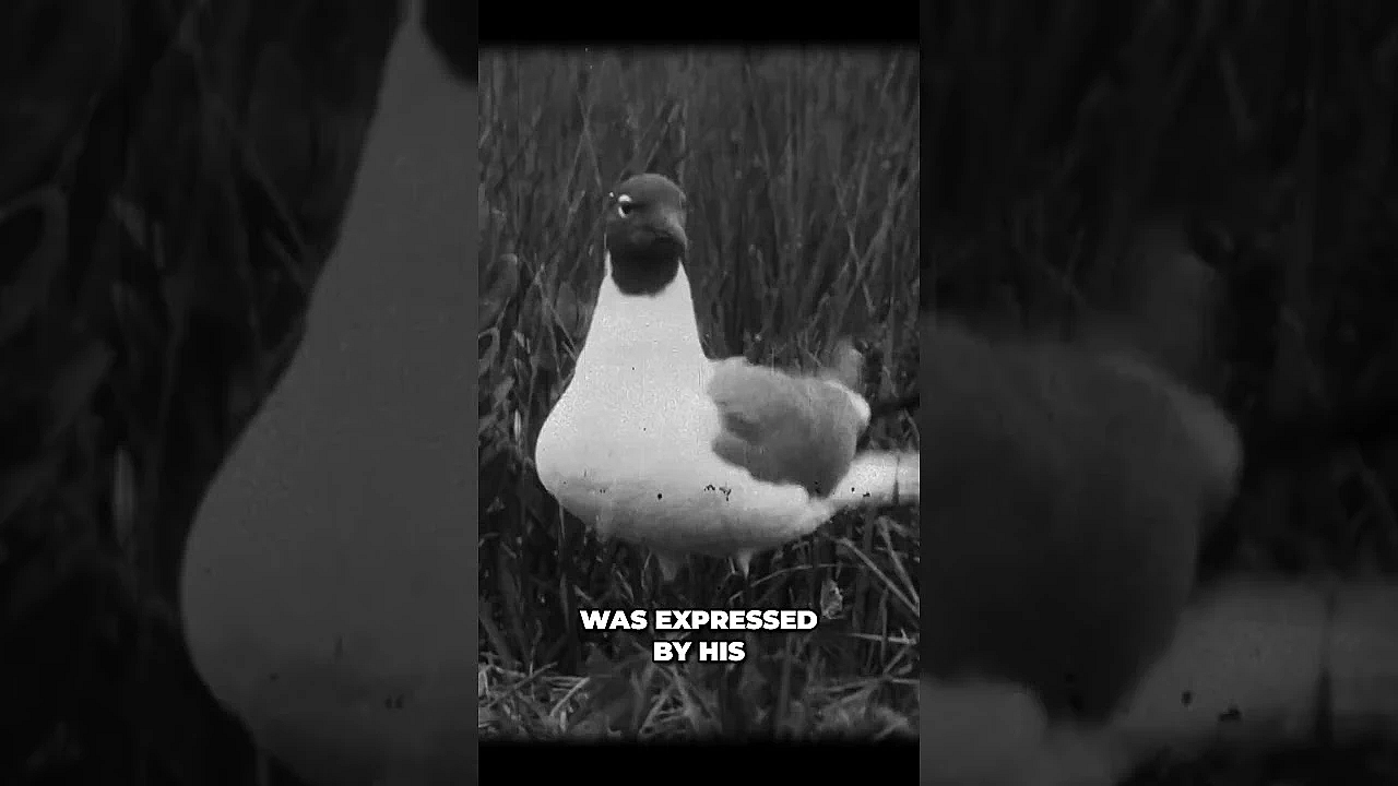 Roosevelt's Legacy  Saving Pelicans And Wildlife Habitats