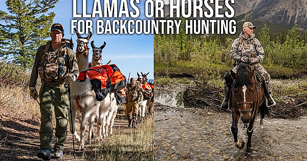 Horse Vs  Llama Final