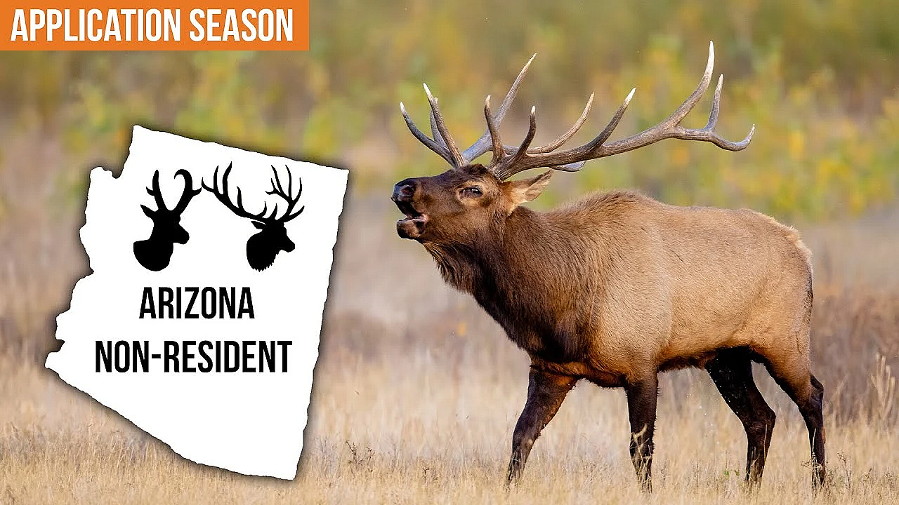 How The Arizona Non-resident Big Game Draw Really Works