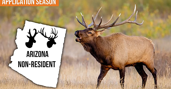 How The Arizona Non-resident Big Game Draw Really Works