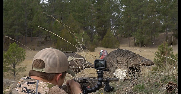 Montana Turkey Hunting Round 2 (kill, Clean, Cook)