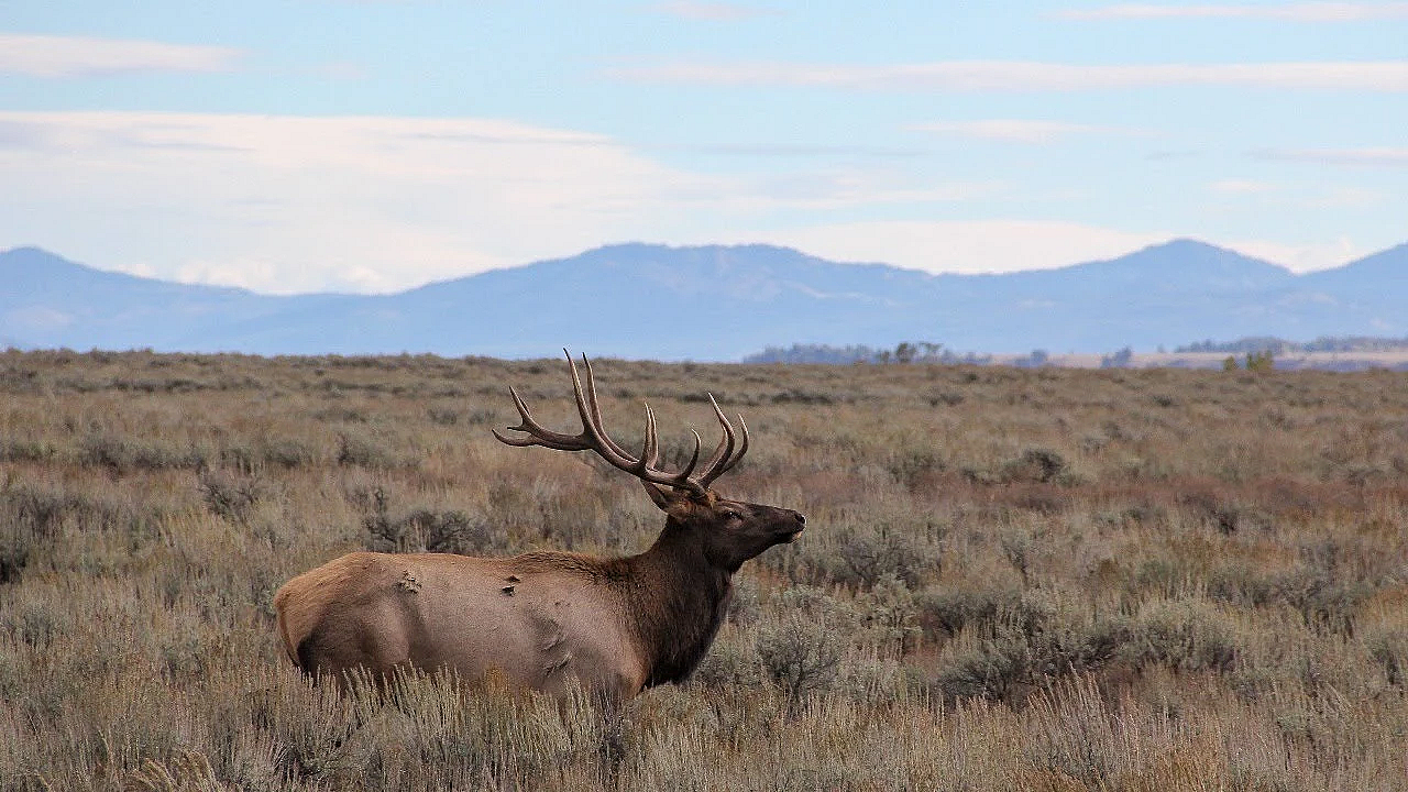 Elk Talk Live! Hunting In Grizzly Country // Ep 92
