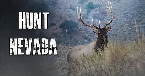How To Hunt Nevada For Elk, Deer, Antelope And Sheep