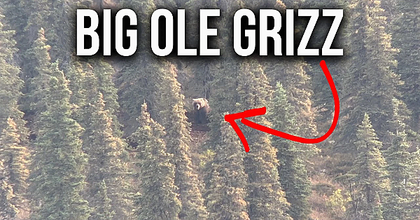 How To Hunt In Grizzly Country &amp; Tips To Stay Safe!