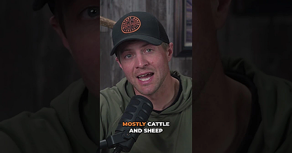 Colorado Wolf Reintroduction Paused