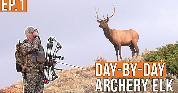 The Bulls Are Everywhere! | Archery Elk (EP.1)