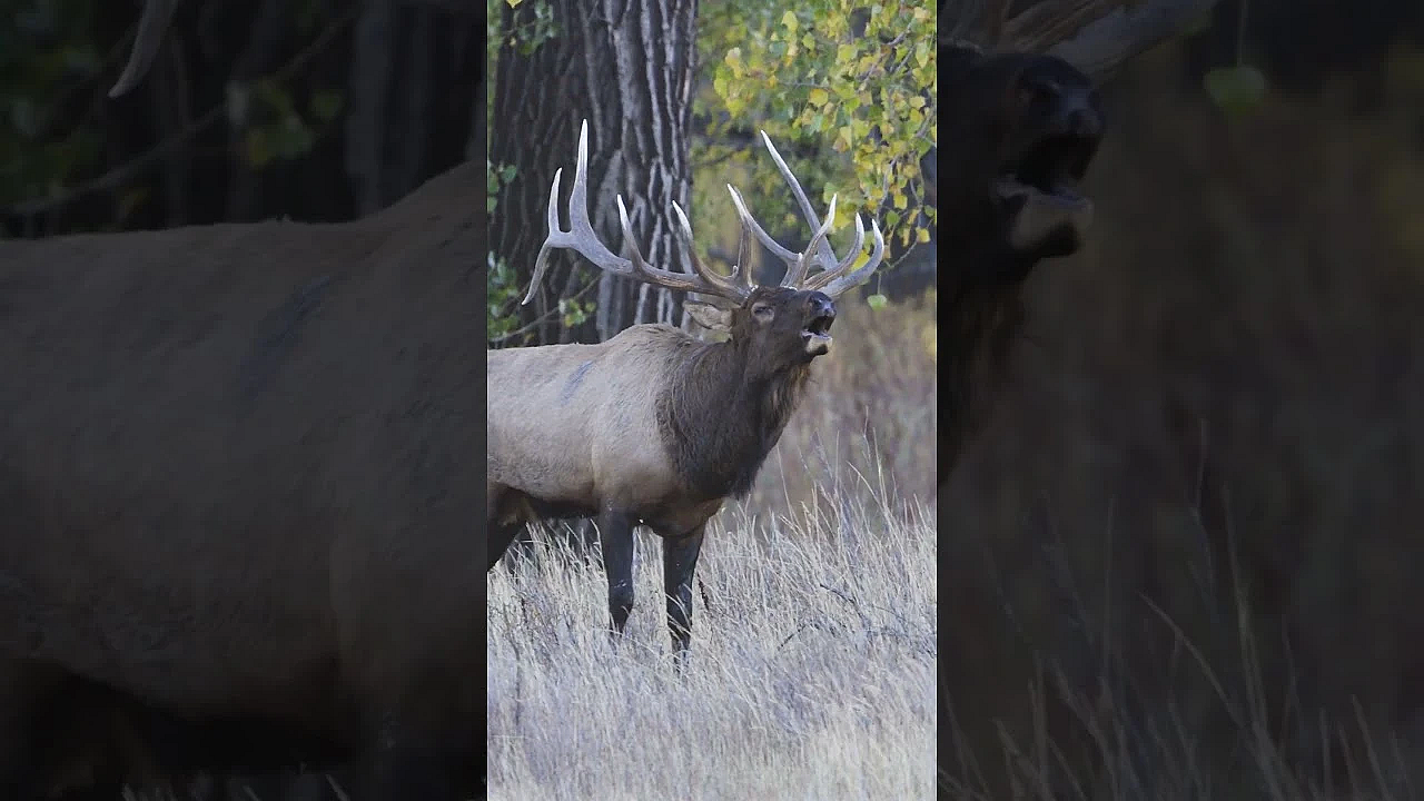 Hung Up Bull Elk? Try THIS Next | Elk Calling 101 with Corey Jacobsen