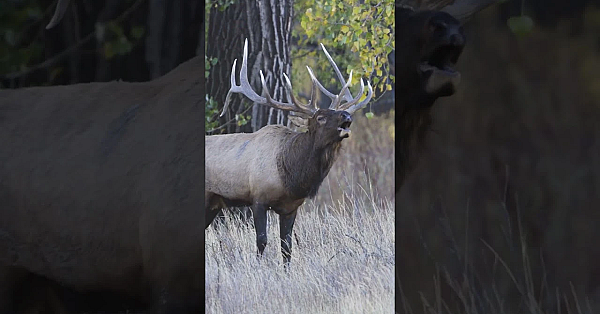 Hung Up Bull Elk? Try THIS Next | Elk Calling 101 with Corey Jacobsen