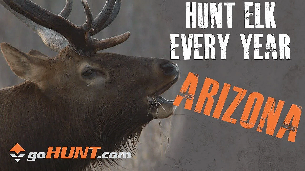 Hunt Elk Every Year: Arizona And The Gohunt Insider